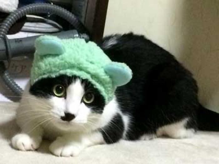 週刊ガチャ80 猫が熊に 熊猫 かわいい かわいい ねこくまちゃん パステルカラー ゲームドライブ ゲードラ